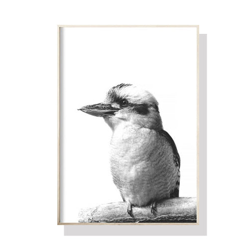 Kookaburra | Black Frame Canvas Print | 90cmx135cm