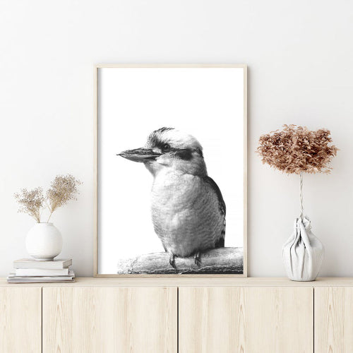 Kookaburra | Black Frame Canvas Print | 90cmx135cm